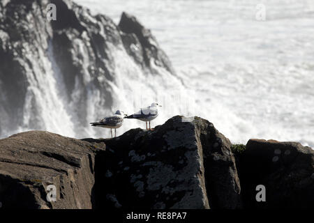 Deux mouettes sur le sommet d'une haute falaise. Le nord de la côte portugaise dans une soirée orageuse. Banque D'Images