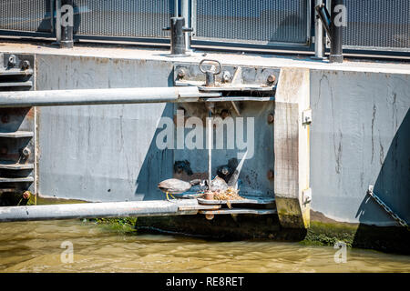 Deux paires de Foulque d'oiseaux nicheurs et les hommes portant les poissons femelles à partir de la rivière Thames par remblai à Londres, Royaume-Uni Banque D'Images