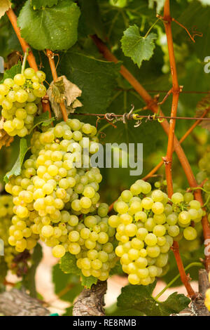 Pick Me ! - Les raisins pour le vin blanc dodus accrocher prêts pour la récolte. Le Comté de Sonoma, California, USA Banque D'Images