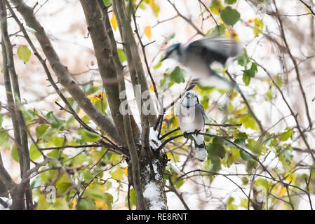 Deux gros plan du geai bleu Cyanocitta cristata oiseaux posés battant sur branche d'arbre en Virginie avec des ailes motion et la neige vert feuilles feuillage Banque D'Images