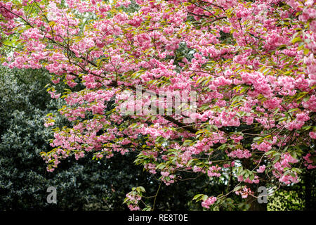 Des arbres fleuris fleurs roses Banque D'Images