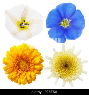 La camomille sauvage, le calendula, le lin et le liseron des champs fleurs isolé sur fond blanc Banque D'Images