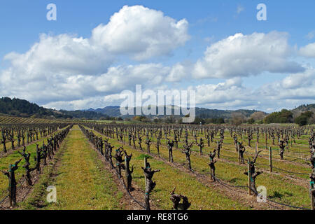 Nuages sur la vigne - Billowy lentement la dérive sur les nuages d'hiver tranquille vignoble. Californie, Dry Creek Valley, Sonoma County, USA Banque D'Images