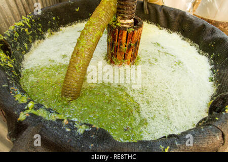 Remplissage du pressoir - Cépage blanc doit se remplit la presse juste avant l'extraction du jus pour la fabrication du vin. Healdsburg, California, USA Banque D'Images