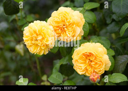 Rosa Leah Tutu 'Hornavel' fleurs. Banque D'Images