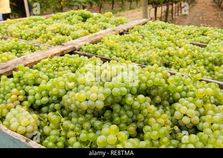 Fieldside la récolte - Boîtes de nouvelle récolte de raisins pour le vin blanc le long du champ de leur création. Le Comté de Sonoma, California, USA Banque D'Images