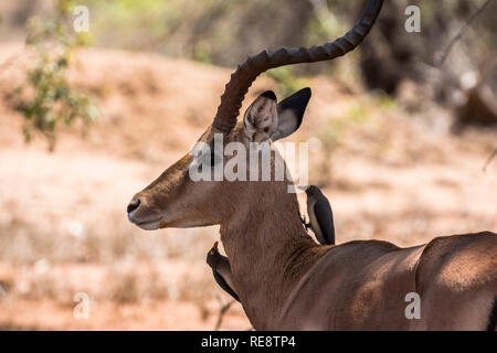 De petits oiseaux sur l'antilope, le parc Kruger en Afrique du Sud Banque D'Images