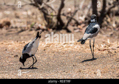 Deux oiseaux de l'Afrique du Sud Parc Kruger à sec Banque D'Images