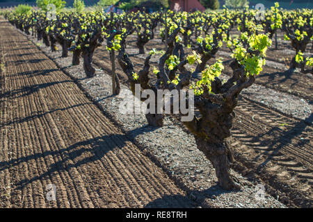 Prêt, grandir ! - Tidy rangées de vieilles vignes de célébrer l'arrivée du printemps. Le Comté de Sonoma, California, USA Banque D'Images