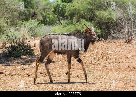 Le Kudu en Afrique du Sud Parc Kruger à sec Banque D'Images