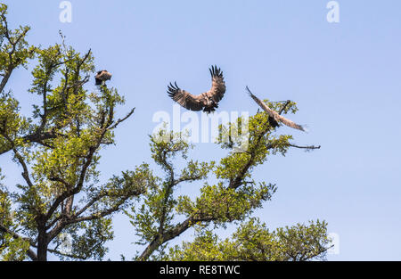 L'approche de l'aigle grand arbre à l'intérieur du parc Kruger Banque D'Images