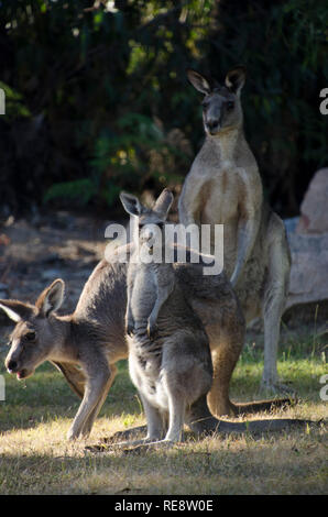 Famille de kangourous de kangourous gris de l'est dans le parc national des Grampians à Victoria, en Australie Banque D'Images