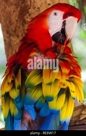 Macaw rouge et jaune (perroquet) gros plan Banque D'Images