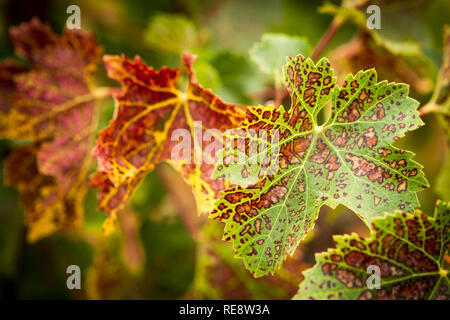 Feuilles de vigne panachée - feuilles de vigne vin couleurs tournant en automne. Le Comté de Sonoma, California, USA Banque D'Images