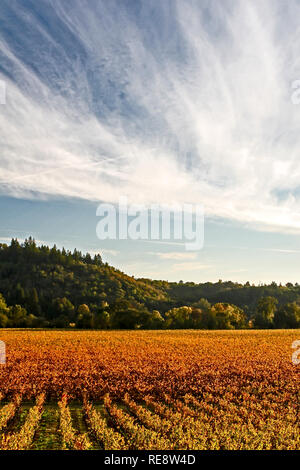 Soirée d'or : Wine Country - La fin de l'ensoleillement s'allume un vignoble d'automne. Le Comté de Sonoma, California, USA Banque D'Images