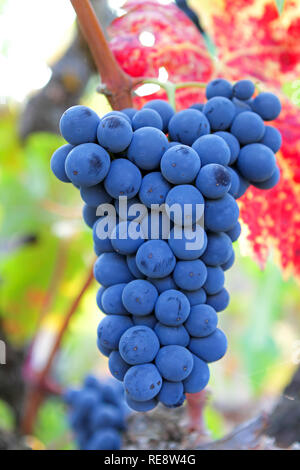 Juicy Fruit - une grappe de raisin à vin rouge, prête à éclater avec la saveur pendant le début de l'automne la récolte. Russian River Valley, Sonoma County, Californie, Banque D'Images