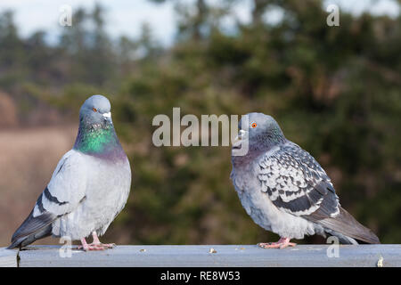 Deux pigeons debout sur une balustrade de bois Banque D'Images