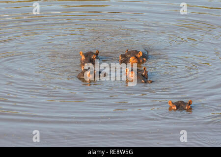 Ensemble des hippopotames dans l'eau parc Kruger Banque D'Images