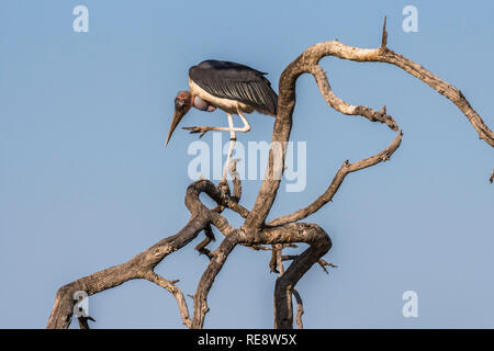 Vulture sur arbre sec dans le parc Kruger, Afrique du Sud Banque D'Images