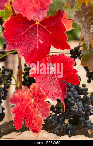 Choc rouge - rouge vif automne feuilles de vigne s'allume un vignoble d'automne. Russian River Valley, California, USA Banque D'Images