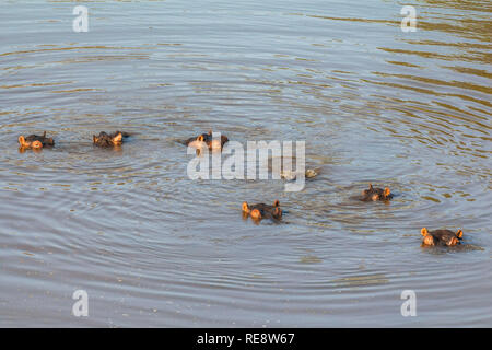 Ensemble des hippopotames dans l'eau parc Kruger Banque D'Images