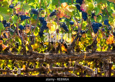 Vieille vigne rouge - Vieilles vignes produisent des raisins rouges de classe mondiale. Russian River Valley, California, USA Banque D'Images