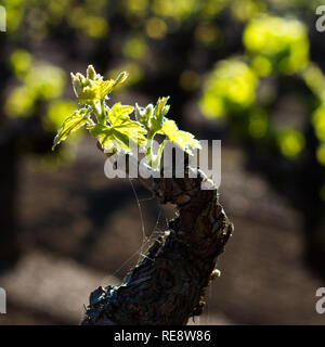 Débourrement - Vieilles vignes à raisins de la saison de croissance commence avec des bourgeons, ce sur une vieille vigne. Le Comté de Sonoma, California, USA Banque D'Images