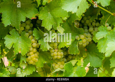 Se cacher à la vue - Sauvignon Blanc raisins de se cacher derrière leurs larges feuilles. Russian River Valley, Sonoma County, Californie, USA Banque D'Images