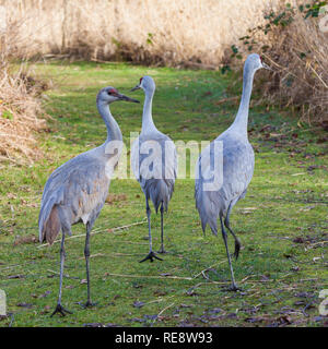 Trois grues du Canada de la marche sur un sentier à la Goerge C Reifel Migratory Bird Sanctuary, près de Vancouver Canada Banque D'Images