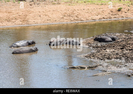 Hippopotames ensemble dans l'eau dans le parc Kruger, Afrique du Sud Banque D'Images