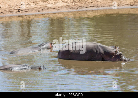 Hippopotames ensemble dans l'eau dans le parc Kruger, Afrique du Sud Banque D'Images