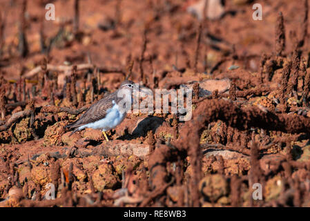 Le Chevalier grivelé (Actitis macularius) à la recherche de nourriture dans des racines aériennes d'une mangrove. Banque D'Images