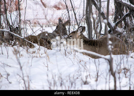 À propos de 20 cerfs blottis dans un creux en essayant de garder au chaud par temps froid du gel en ce jour en Carburn Park, Calgary, Alberta. Banque D'Images