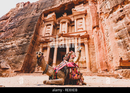 Vue spectaculaire de deux beaux chameaux devant Al Khazneh (le Trésor) à Pétra. Banque D'Images