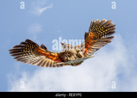 Kea en vol, Nouvelle Zélande Banque D'Images