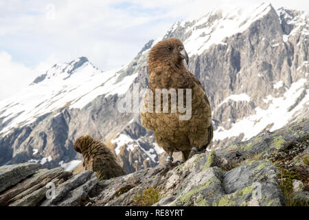 Kea's dans les Alpes du sud de la Nouvelle-Zélande Banque D'Images