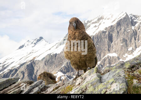 Kea's dans les Alpes du sud de la Nouvelle-Zélande Banque D'Images