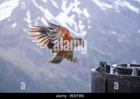 Kea en vol, île du Sud, Nouvelle-Zélande Banque D'Images