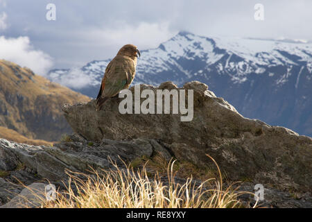 Kea dans les montagnes de l'île du Sud, Nouvelle-Zélande Banque D'Images