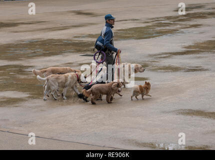 Boston, Massachusetts - le 25 octobre 2018 - Dog walker avec six chiens in park Banque D'Images