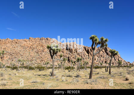 Un beau paysage portrait de la signature du Yucca palmiers dans le Joshua Tree National Park en Californie du Sud. Ce parc est maintenant fermé pour cause de t Banque D'Images