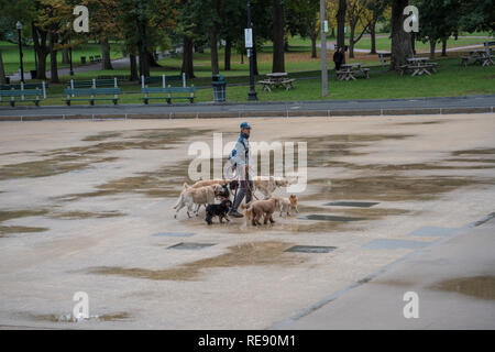 Boston, Massachusetts - le 25 octobre 2018 - Dog walker avec six chiens in park Banque D'Images