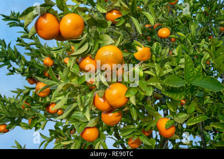 Oranges mûres sur l'orange tree Banque D'Images