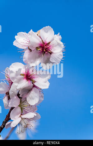 De belles fleurs de l'épanouissement de l'usine d'amande sous fond de ciel bleu au début du printemps. Banque D'Images