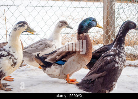 "Joli Garçon" canard femelle mâle entouré de canards Banque D'Images