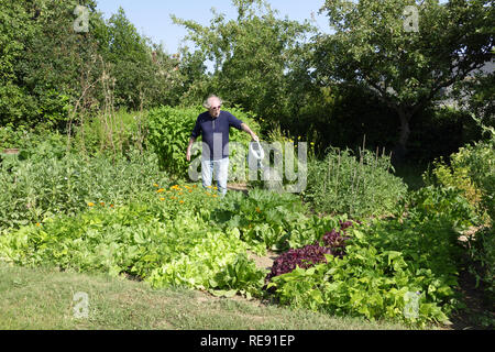 Un jardinier arrose les légumes de son potager (jardin de Suzanne, Le Pas, Mayenne, Pays de la Loire, France). Banque D'Images