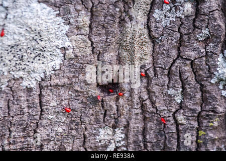 Gros plan de pucerons rouges regroupés sur un tronc d'arbre altéré. Banque D'Images