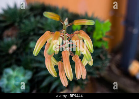 Grevillea famille dans le parc de fleurs Banque D'Images