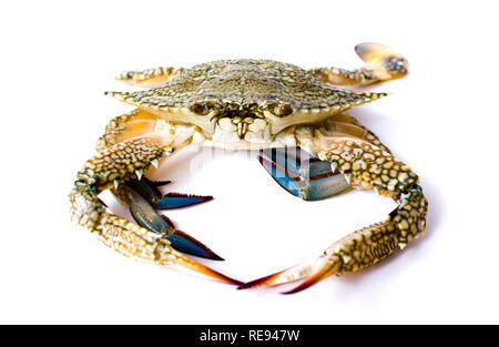 Crabe isolé sur fond blanc, fruits de mer isolé Banque D'Images