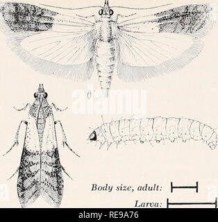 Le Controle Des Insectes Et Animaux Nuisibles Lies A La Personne Ravageurs Des Menages Les Insectes Nuisibles Psocids Corps Taille Cereales Adultes Psocid Divinitorius Liposcelis Mull Psocids Booklice